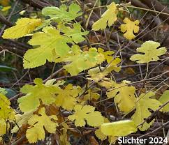 Attēlu rezultāti vaicājumam “Morus alba leaf”
