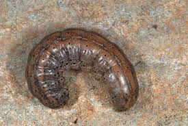 Attēlu rezultāti vaicājumam “Euxoa nigricans”