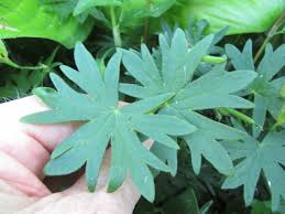Attēlu rezultāti vaicājumam “Geranium sanguineum leaf”