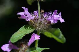 Attēlu rezultāti vaicājumam “Clinopodium vulgare”