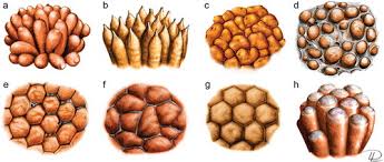 Attēlu rezultāti vaicājumam “Tubifera montana young”