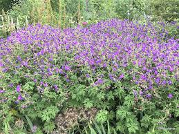 Image result for Geranium pratense