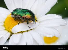 Attēlu rezultāti vaicājumam “Cetonia aurata imago”