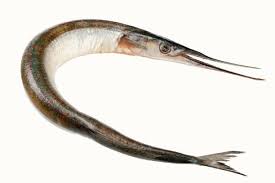 Attēlu rezultāti vaicājumam “Belone belone”