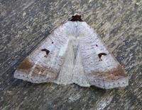 Attēlu rezultāti vaicājumam “Lygephila pastinum”