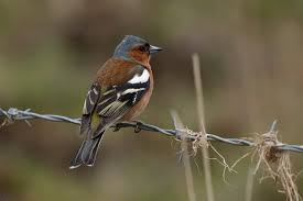 Attēlu rezultāti vaicājumam “Fringilla coelebs male”
