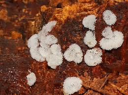 Attēlu rezultāti vaicājumam “Ceratiomyxa morchella stalked”