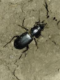 Attēlu rezultāti vaicājumam “Broscus cephalotes”