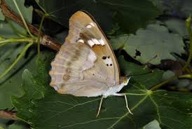 Attēlu rezultāti vaicājumam “Apatura ilia”