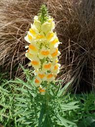 Attēlu rezultāti vaicājumam “Linaria vulgaris fruit”