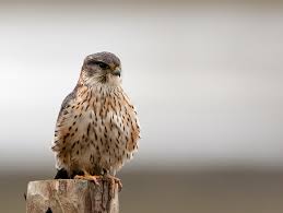 Image result for Falco columbarius