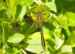 Attēlu rezultāti vaicājumam “Cordulidae”