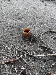 Attēlu rezultāti vaicājumam “Peziza ammophila”