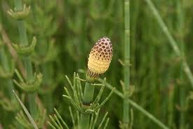 Attēlu rezultāti vaicājumam “Equisetum fluviatile”