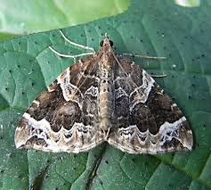 Attēlu rezultāti vaicājumam “Eulithis prunata”