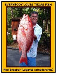 Image result for Lutjanus campechanus