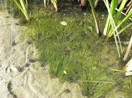 Attēlu rezultāti vaicājumam “Stuckenia pectinata”