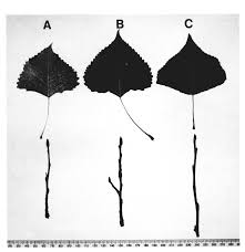 Attēlu rezultāti vaicājumam “Populus x petrowskyana leaf”