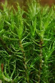 Attēlu rezultāti vaicājumam “Seligeria donniana”