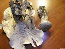 Attēlu rezultāti vaicājumam “Clitocybe nebularis”