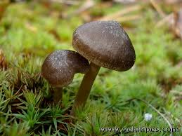 Attēlu rezultāti vaicājumam “Entoloma vernum”