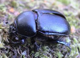 Attēlu rezultāti vaicājumam “Geotrupes”