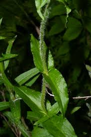 Image result for Lychnis chalcedonica `Dusky Salmon`