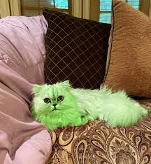 Image result for limecat