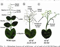 Attēlu rezultāti vaicājumam “Pisum sativum leaf”