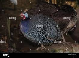 Attēlu rezultāti vaicājumam “Numida meleagris adult”