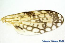 Attēlu rezultāti vaicājumam “Tephritidae”