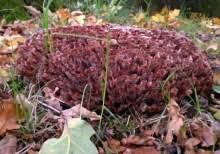 Image result for Podoscypha multizonata