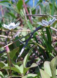 Attēlu rezultāti vaicājumam “Trientalis europaea fruit”