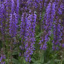Attēlu rezultāti vaicājumam “Salvia nemorosa”