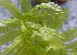 Attēlu rezultāti vaicājumam “Plagiomnium undulatum”