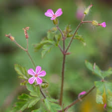 Attēlu rezultāti vaicājumam “Geranium robertianum”