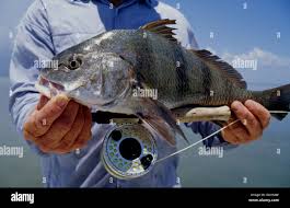 Image result for Pogonias cromis