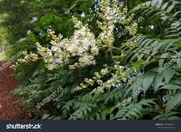 Attēlu rezultāti vaicājumam “Sorbaria sorbifolia bud”
