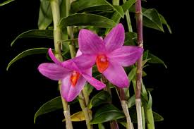 Attēlu rezultāti vaicājumam “Diderma globosum sessile”