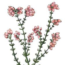Attēlu rezultāti vaicājumam “Erica tetralix flower”