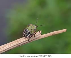 Attēlu rezultāti vaicājumam “Heteroptera”