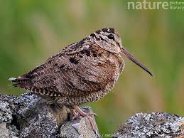 Attēlu rezultāti vaicājumam “Scolopax rusticola”