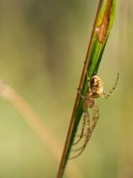 Attēlu rezultāti vaicājumam “Metellina segmentata”