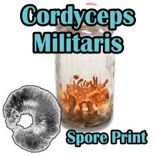 Attēlu rezultāti vaicājumam “Cordyceps militaris”