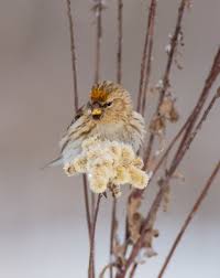 Attēlu rezultāti vaicājumam “Carduelis flammea female”