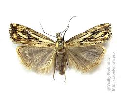 Attēlu rezultāti vaicājumam “Catoptria verellus”