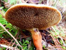 Attēlu rezultāti vaicājumam “Suillus bovinus”