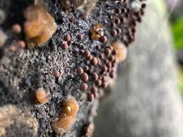 Attēlu rezultāti vaicājumam “Enerthenema papillatum”