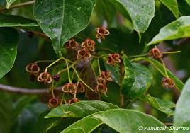 Attēlu rezultāti vaicājumam “Cribraria rubiginosa”