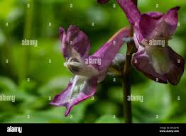 Attēlu rezultāti vaicājumam “Corydalis cava”